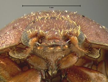 Media type: image;   Entomology 22493 Aspect: head frontal view